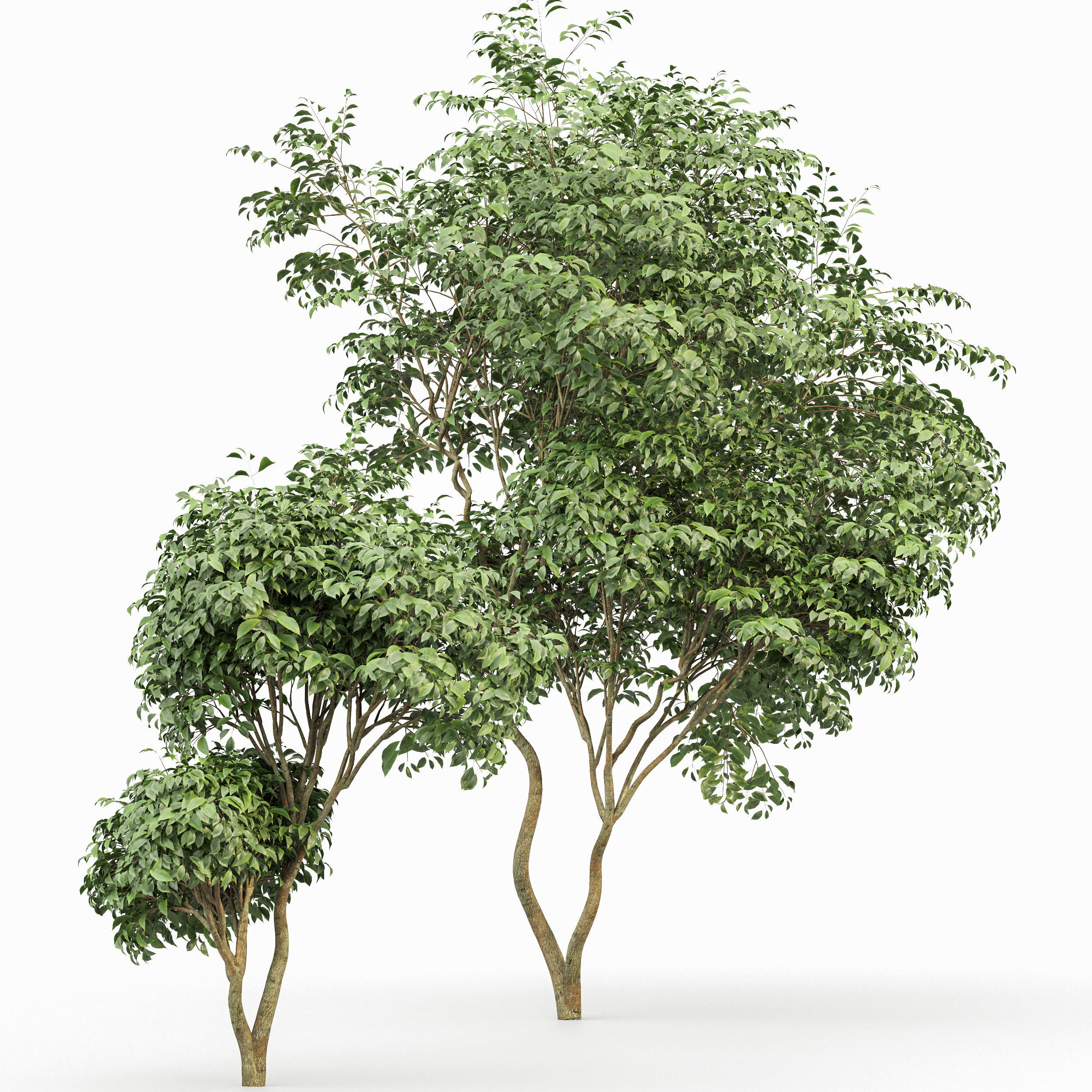 Japanese Cherry Leaf and Water gum-3 trees 3D model_4