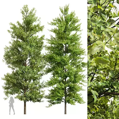 Maidenhair Ginkgo Biloba and Buergerianum spring summer 2 trees 3D model
