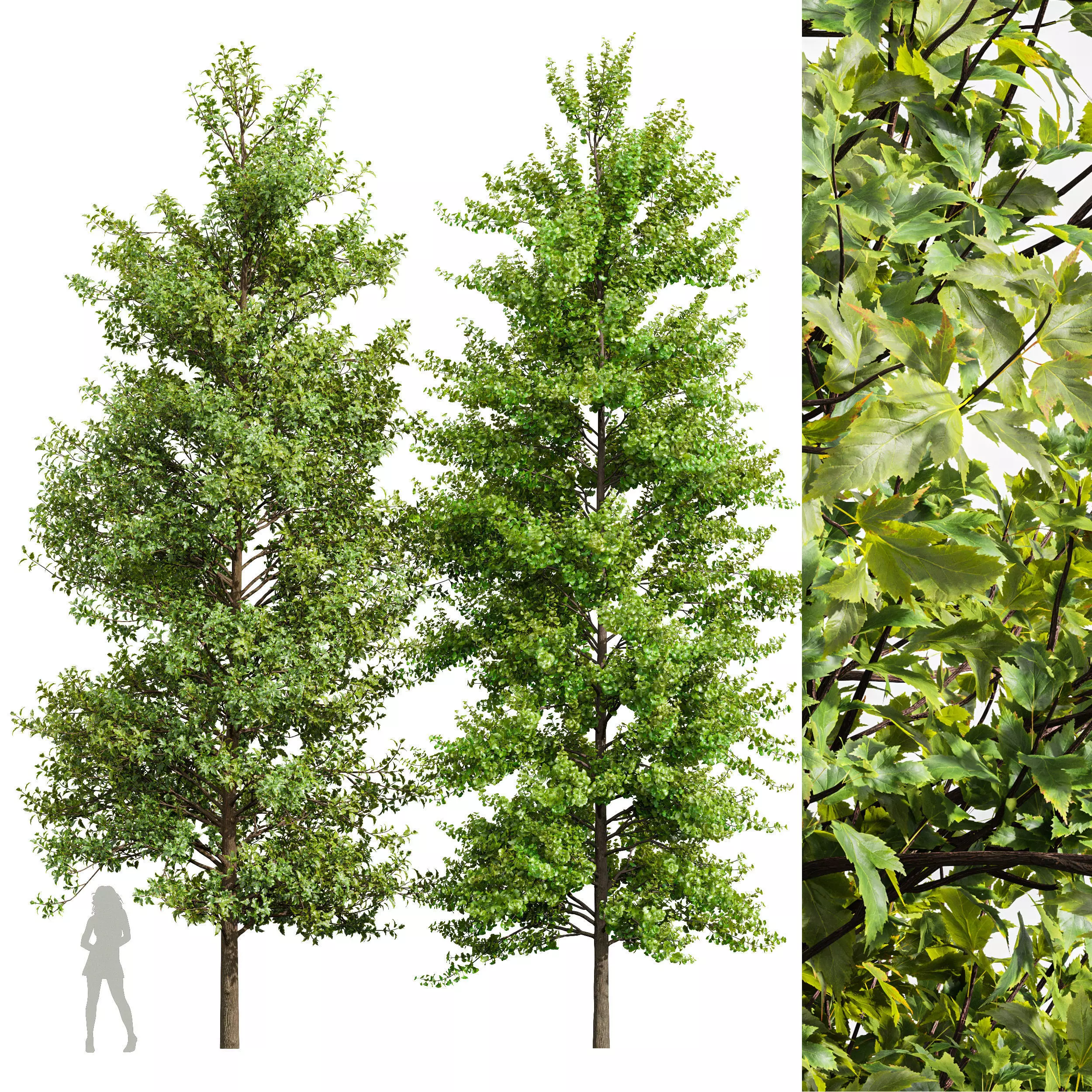 Maidenhair Ginkgo Biloba and Buergerianum spring summer 2 trees 3D model