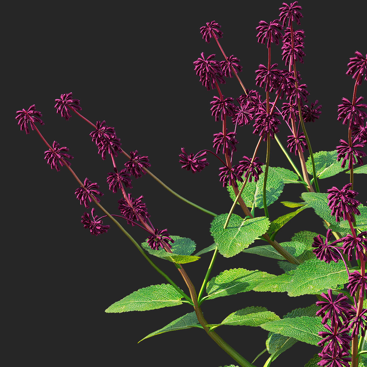 Salvia verticillata flower 3D model_9