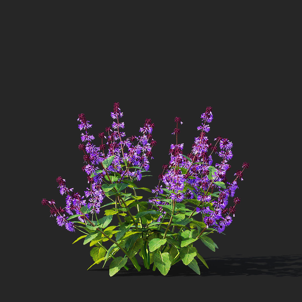 Salvia verticillata flower 3D model_4