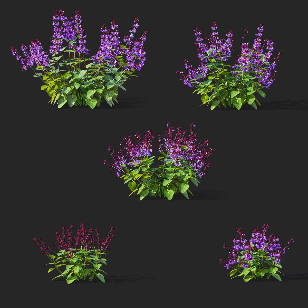 Salvia verticillata flower 3D model_1