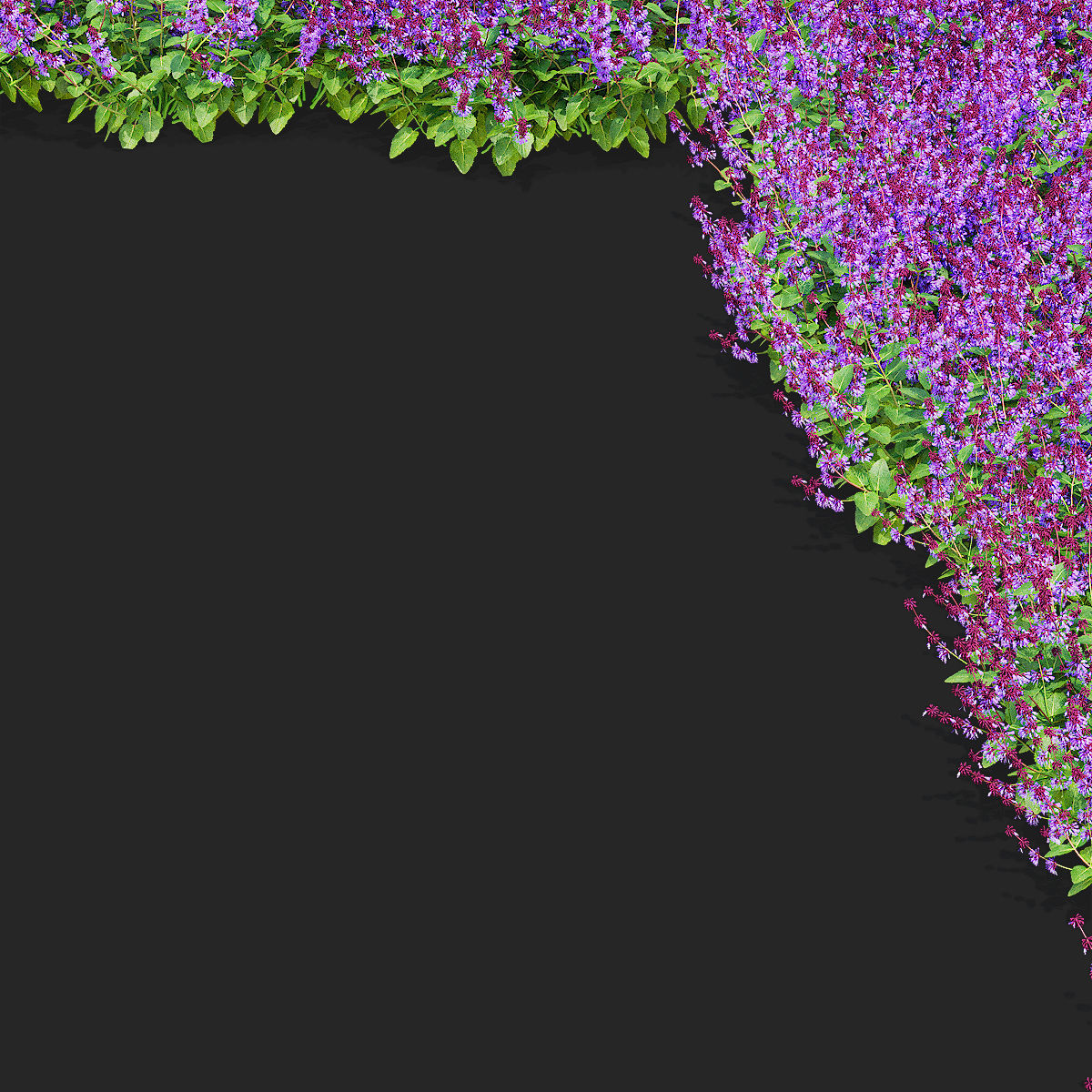 Salvia verticillata flower 3D model_12