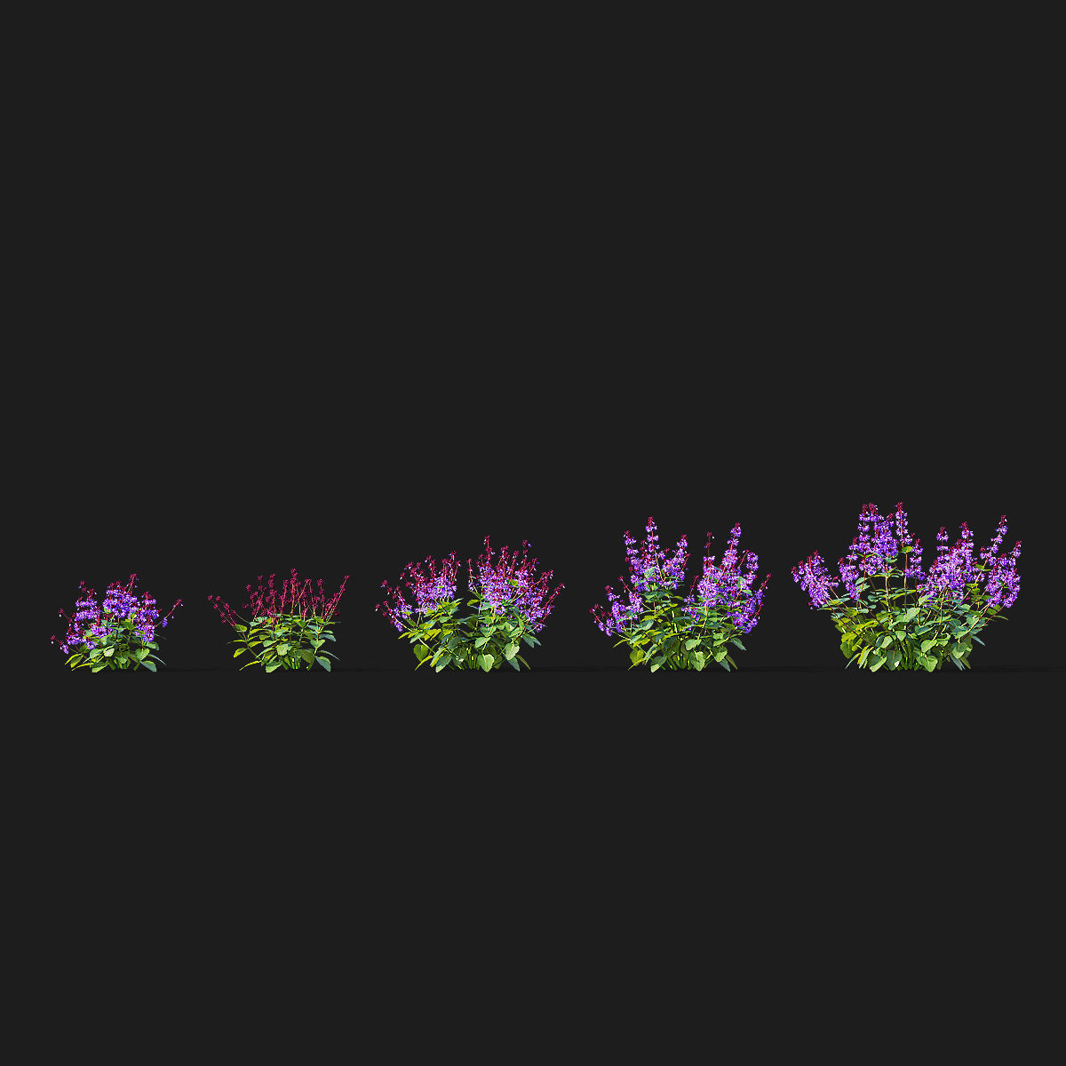 Salvia verticillata flower 3D model_3