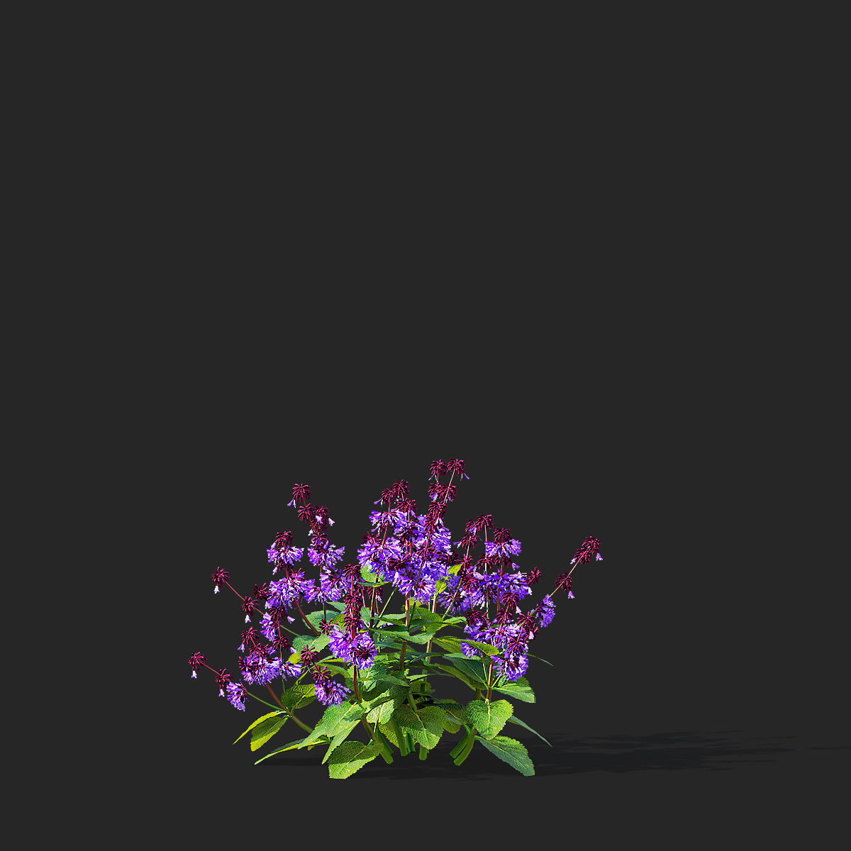 Salvia verticillata flower 3D model_7