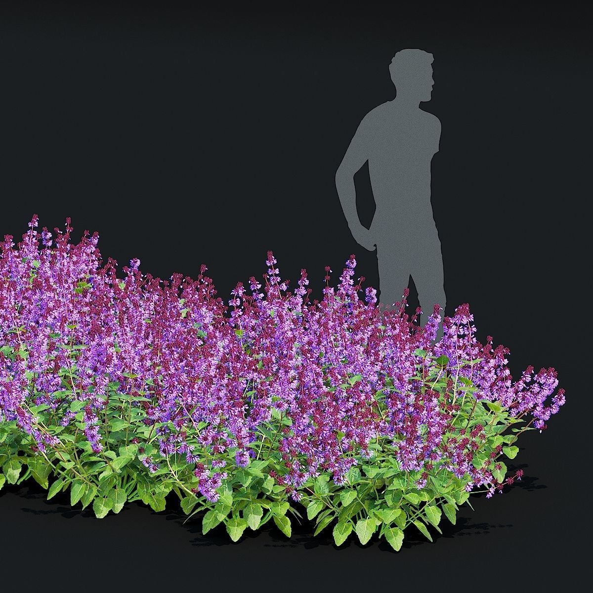 Salvia verticillata flower 3D model_2