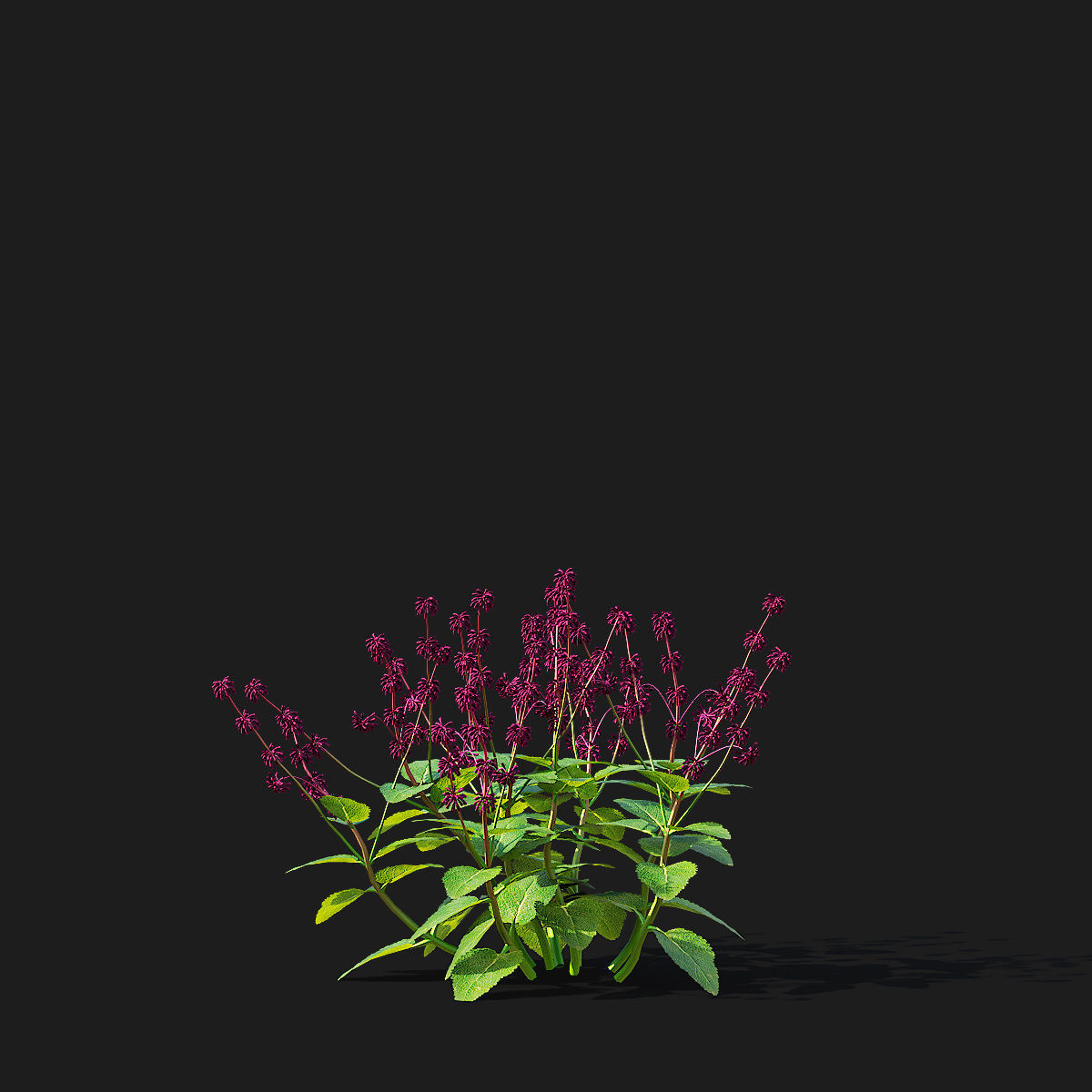 Salvia verticillata flower 3D model_6