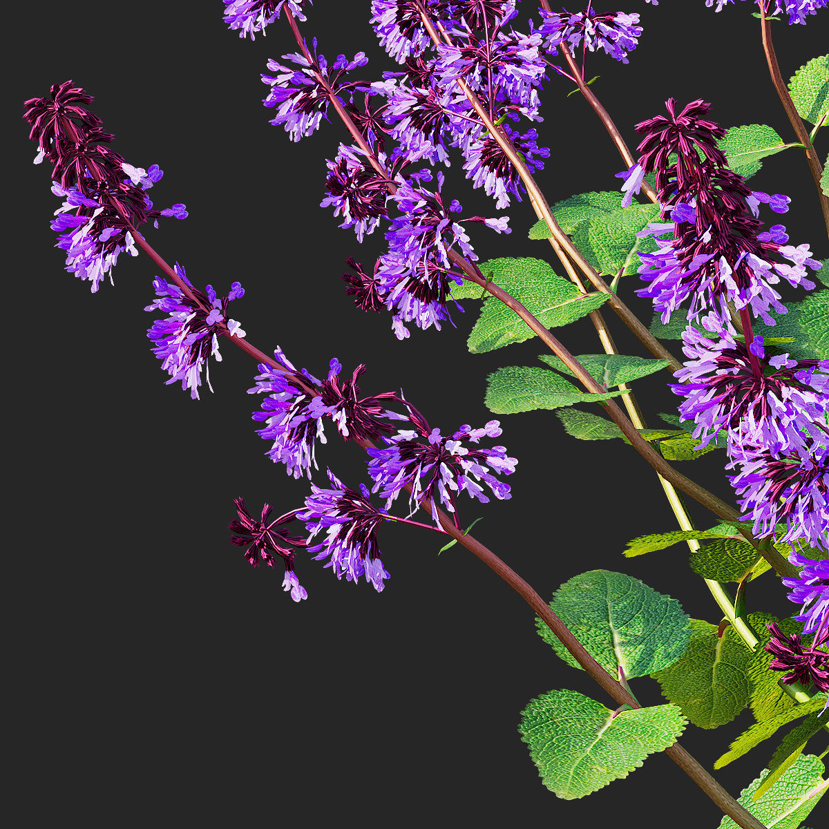 Salvia verticillata flower 3D model_10