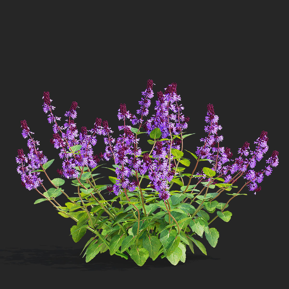 Salvia verticillata flower 3D model_11