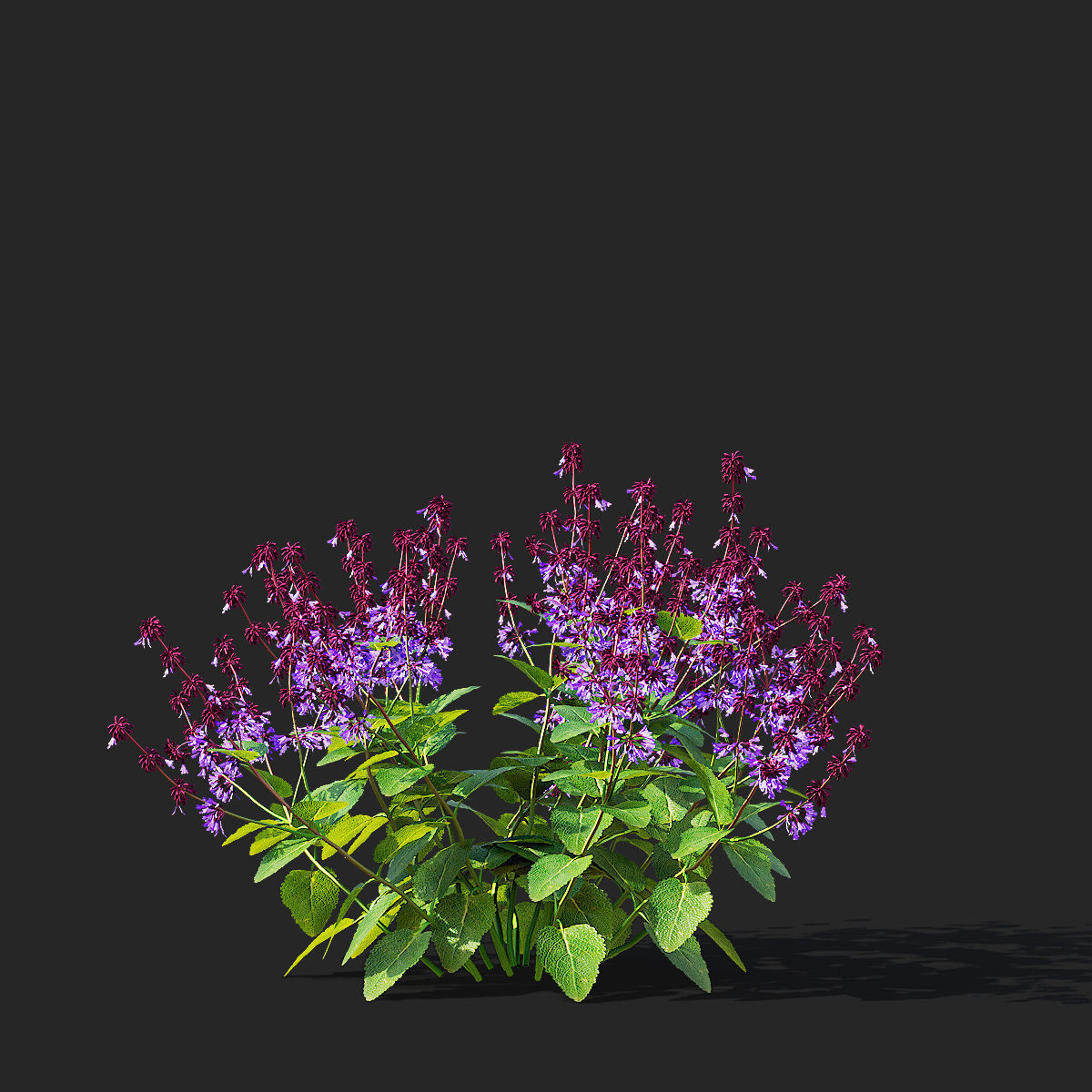 Salvia verticillata flower 3D model_5