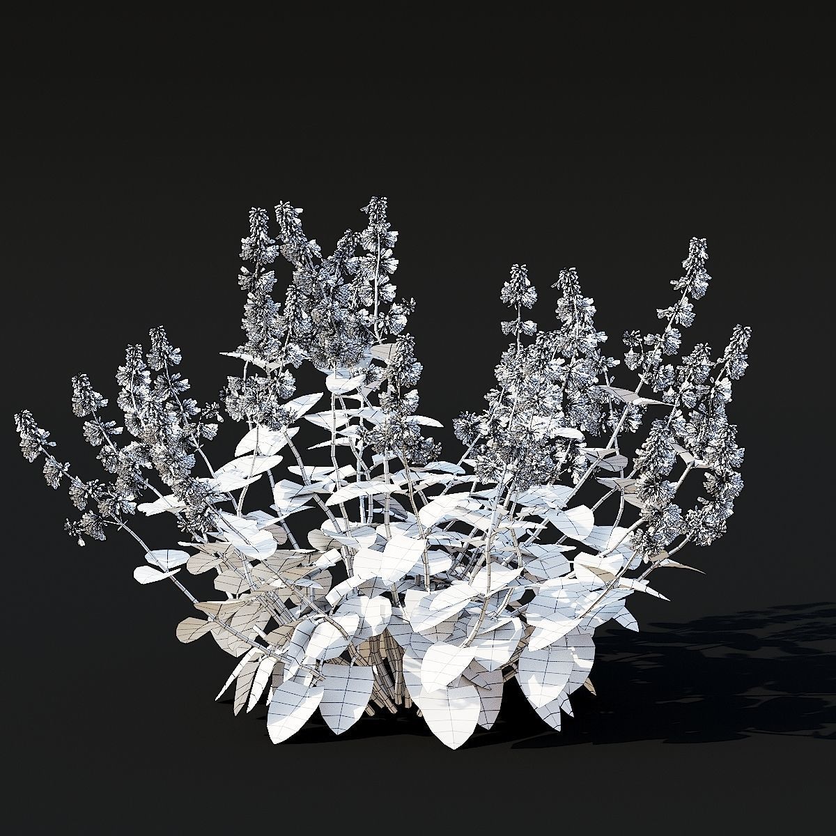 Salvia verticillata flower 3D model_8