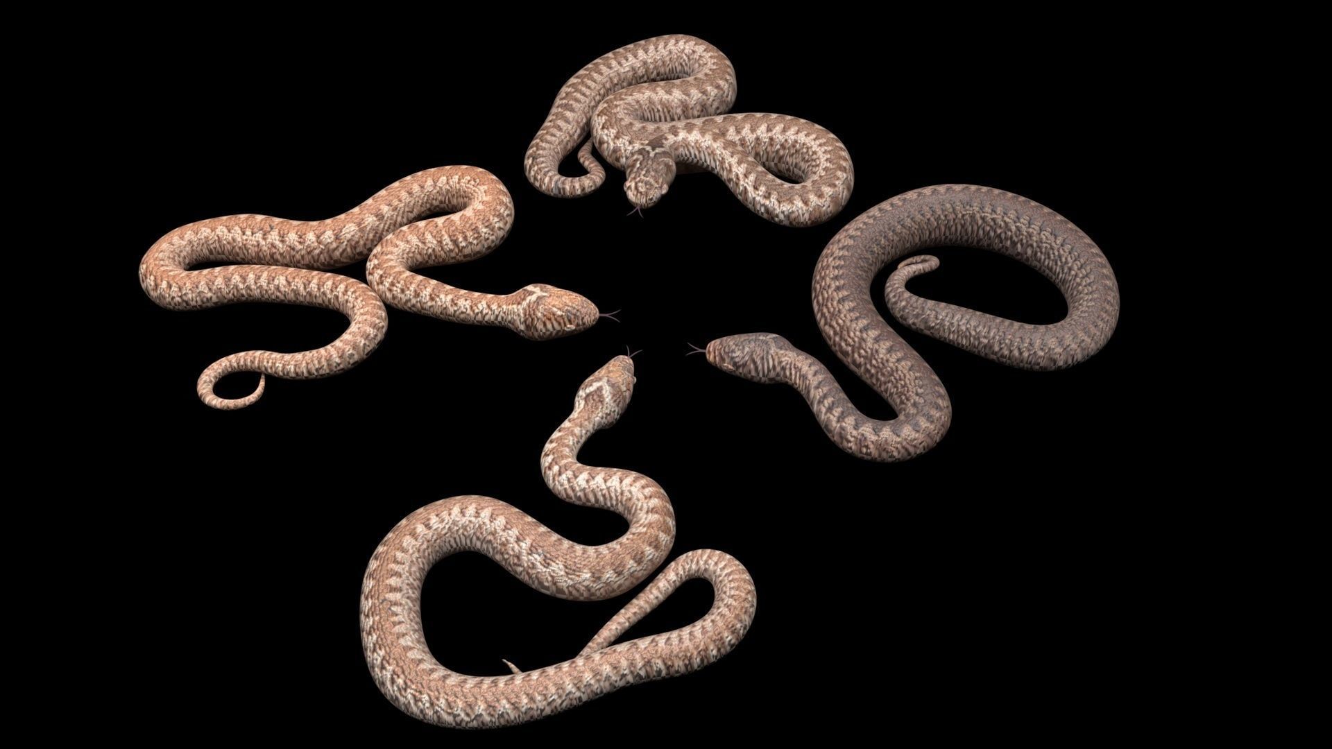 Snakes Set 3D model_10