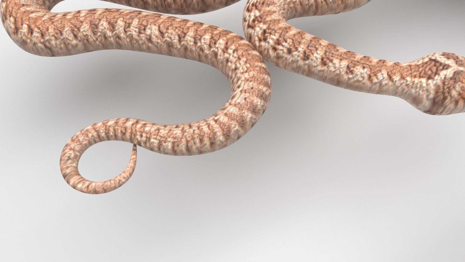Snakes Set 3D model_5