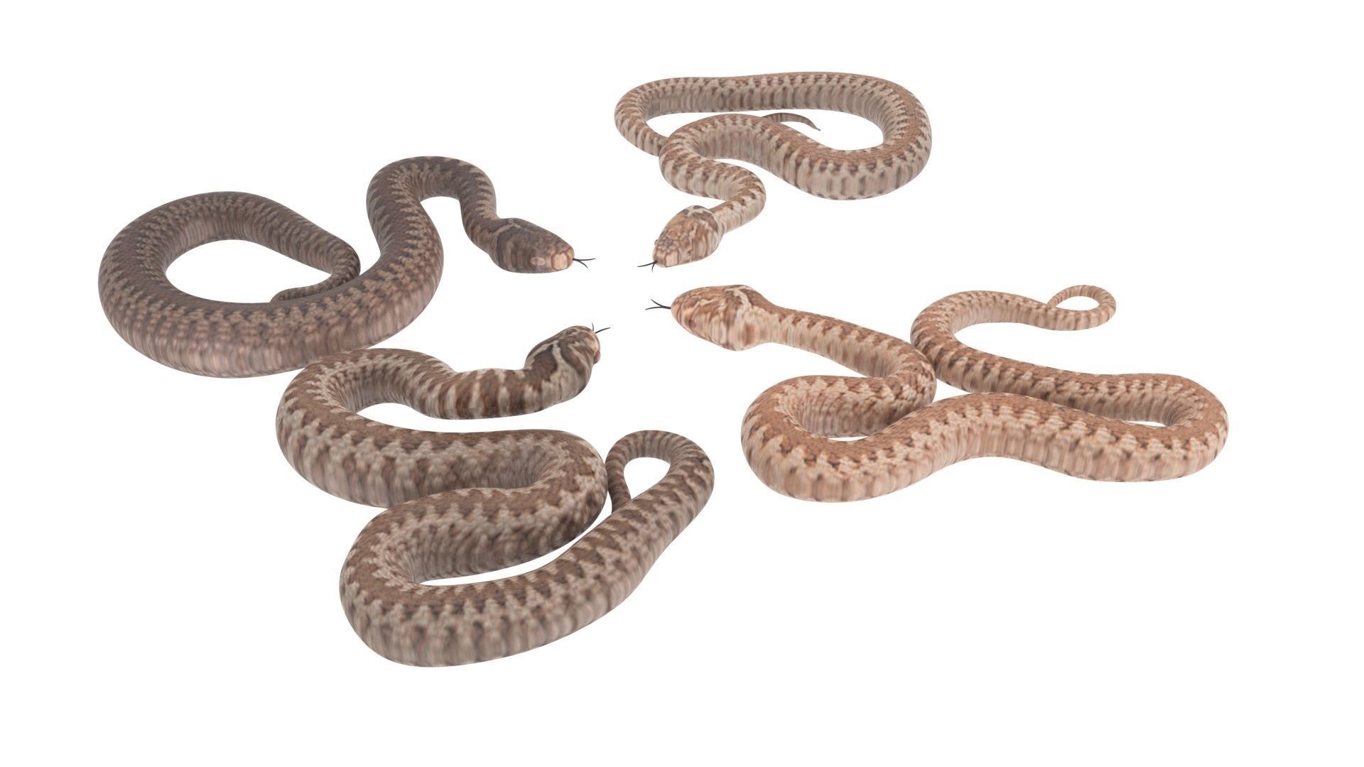Snakes Set 3D model_13