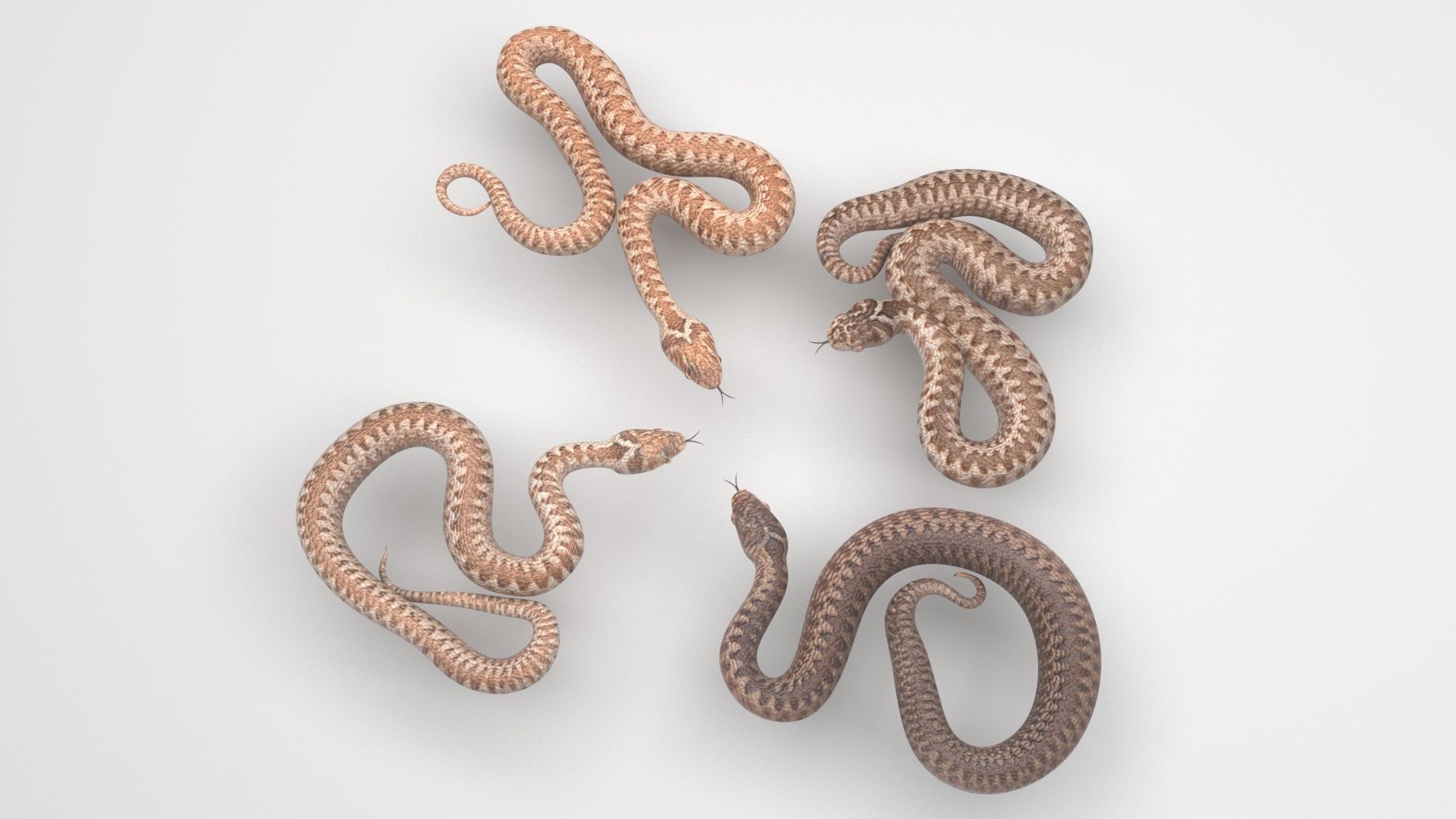 Snakes Set 3D model_1