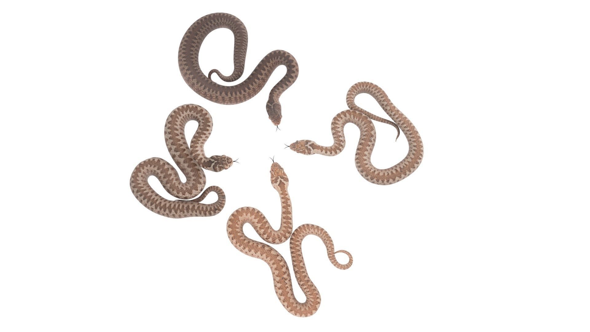 Snakes Set 3D model_14