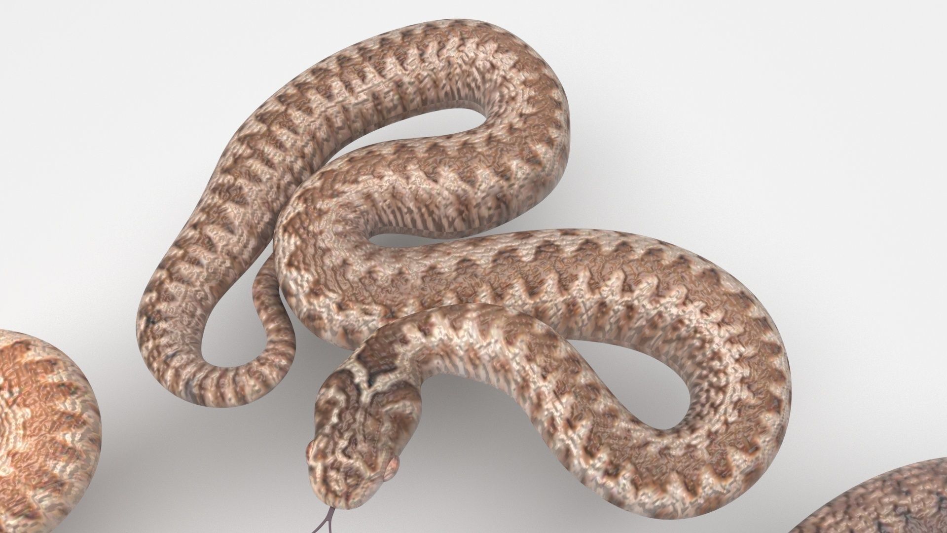 Snakes Set 3D model_6