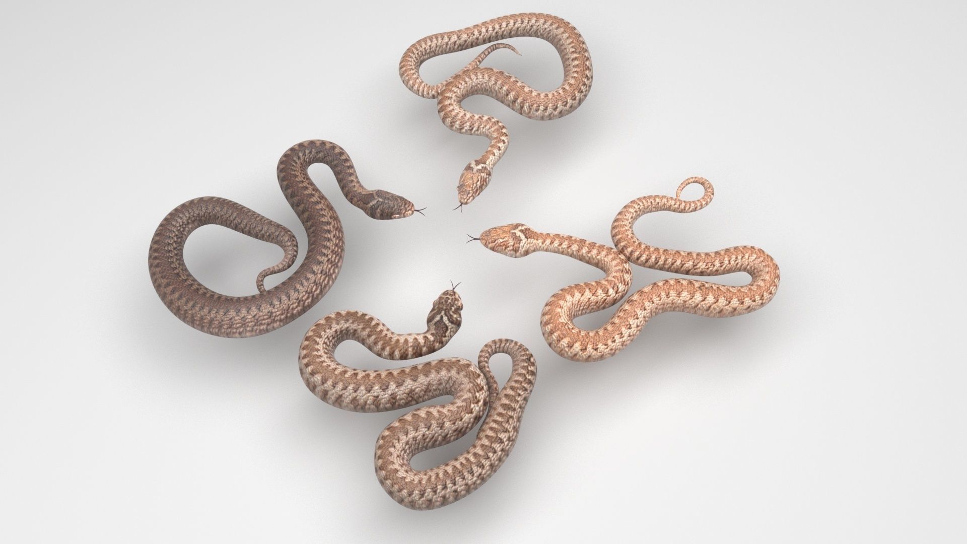 Snakes Set 3D model_2