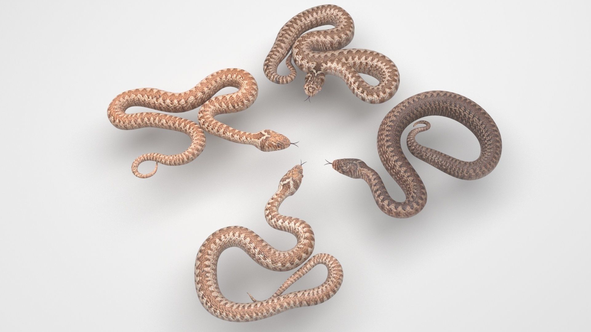 Snakes Set 3D model_4