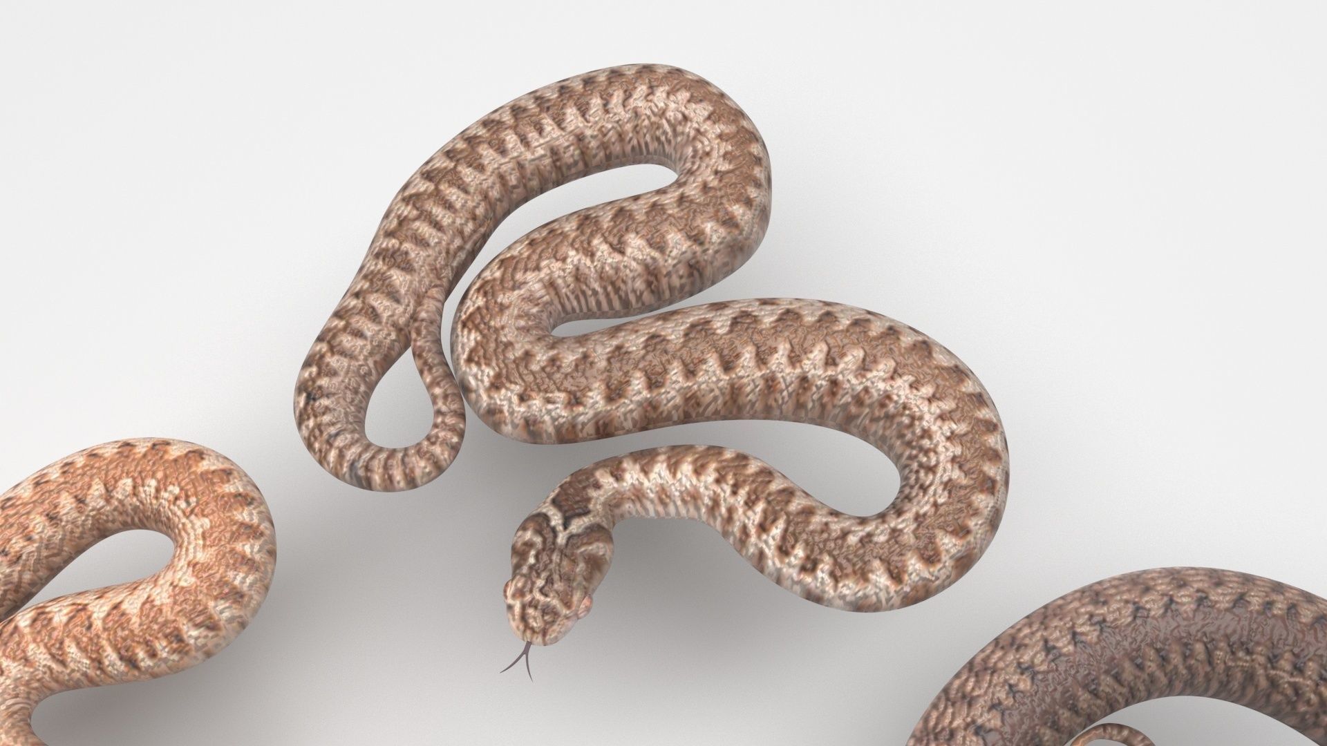 Snakes Set 3D model_7