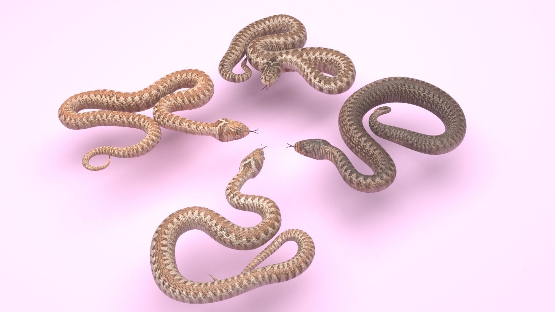 Snakes Set 3D model_9