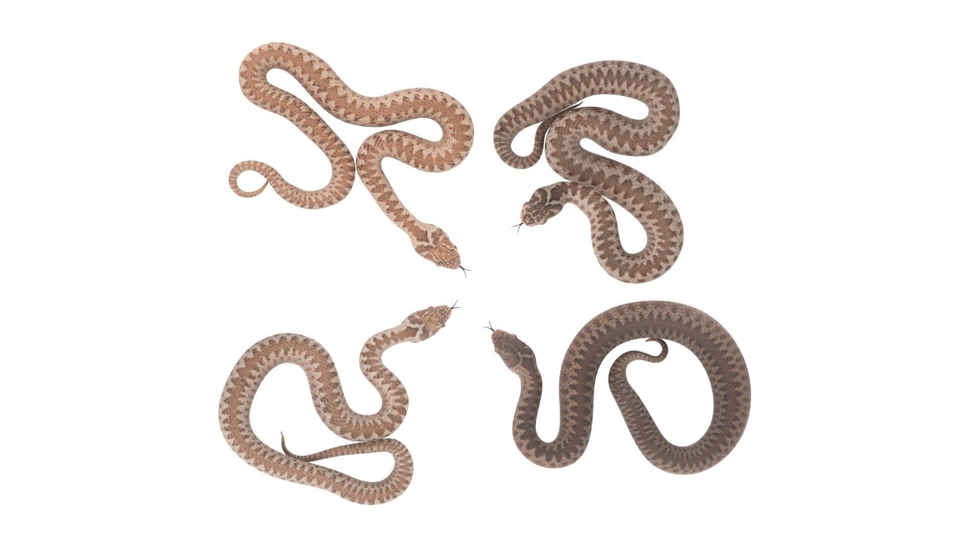 Snakes Set 3D model_17
