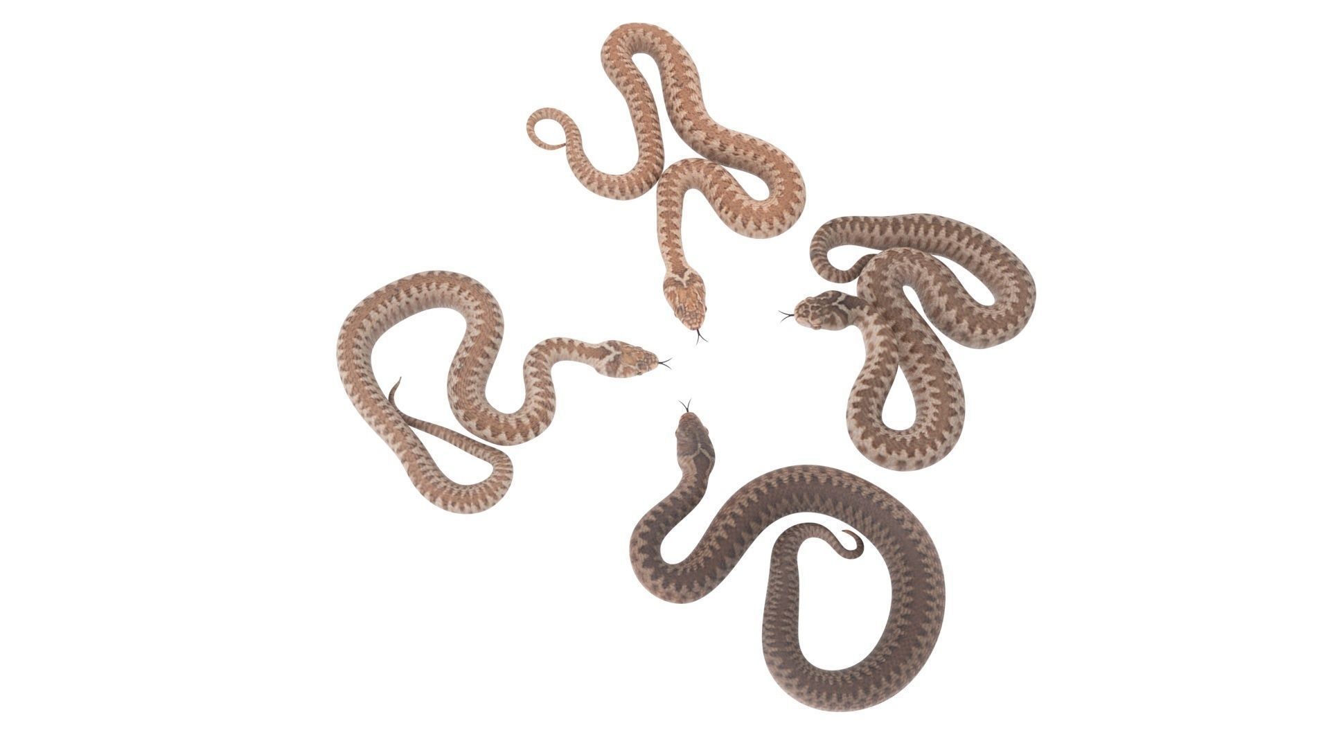 Snakes Set 3D model_12