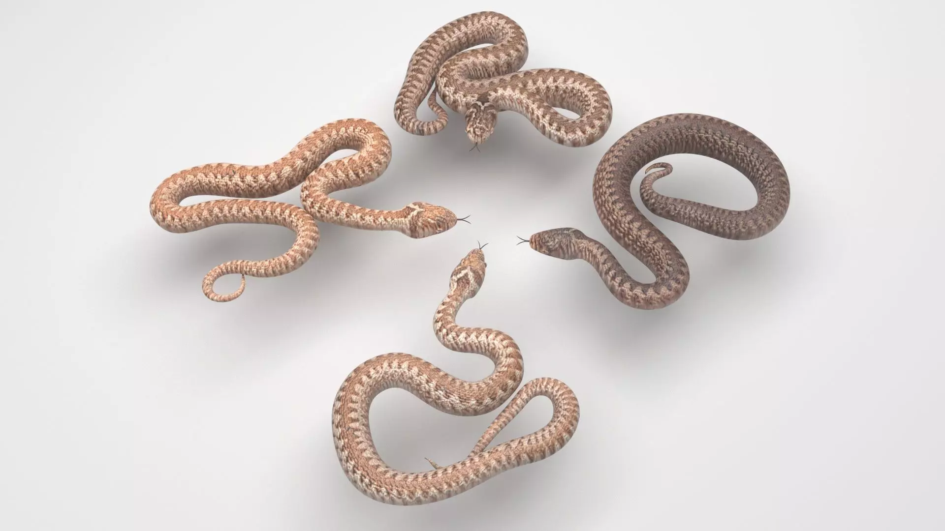 Snakes Set 3D model_0