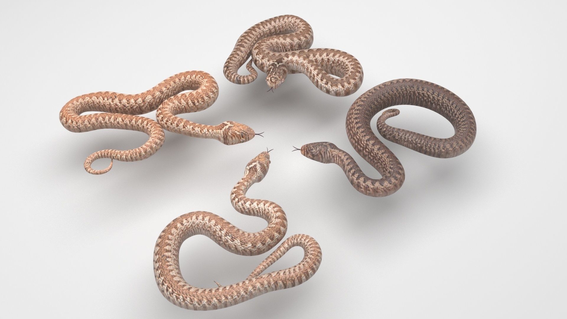 Snakes Set 3D model_8