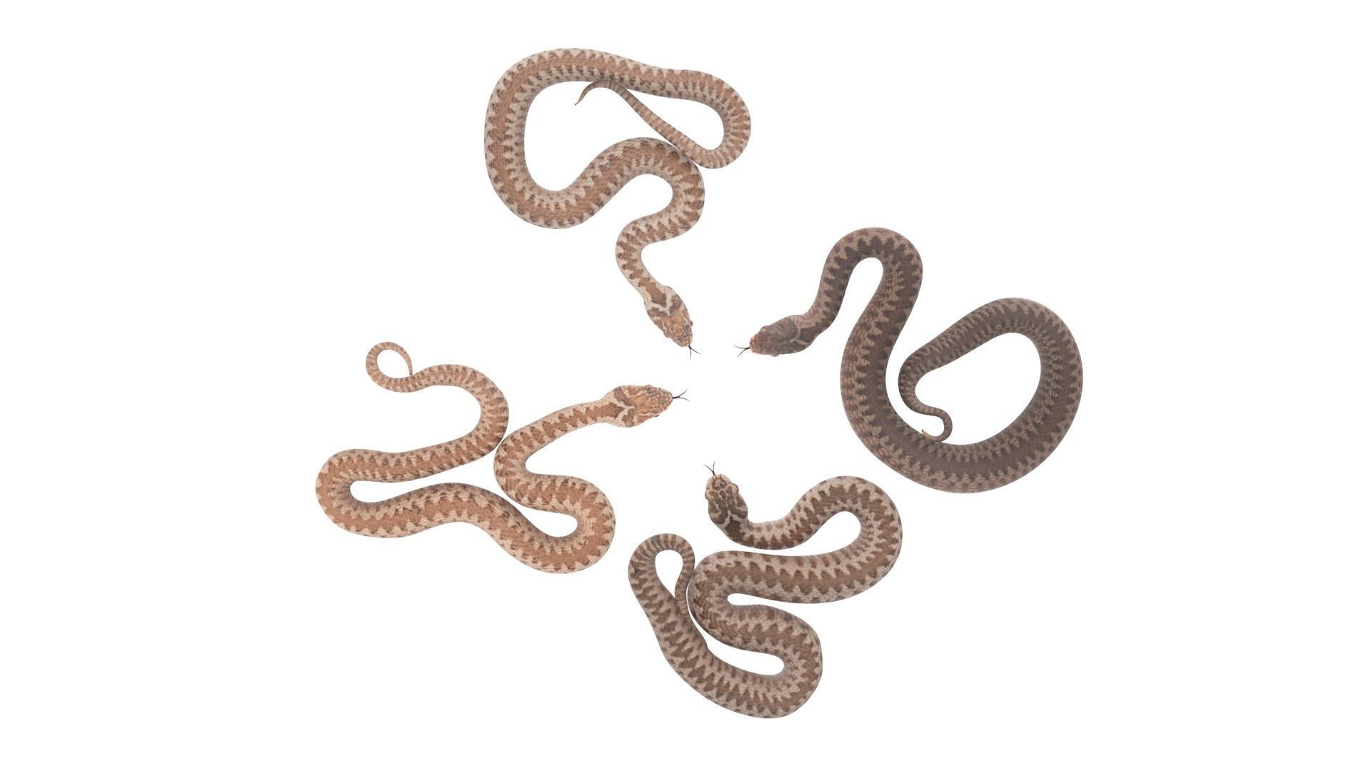 Snakes Set 3D model_15