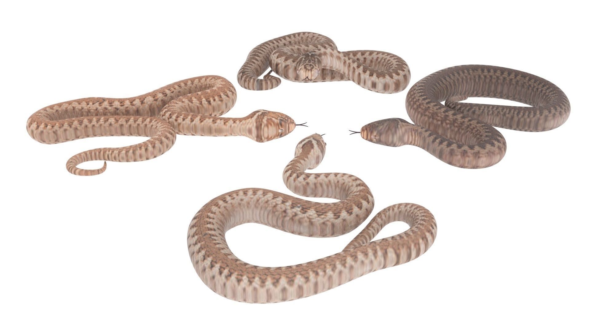 Snakes Set 3D model_11