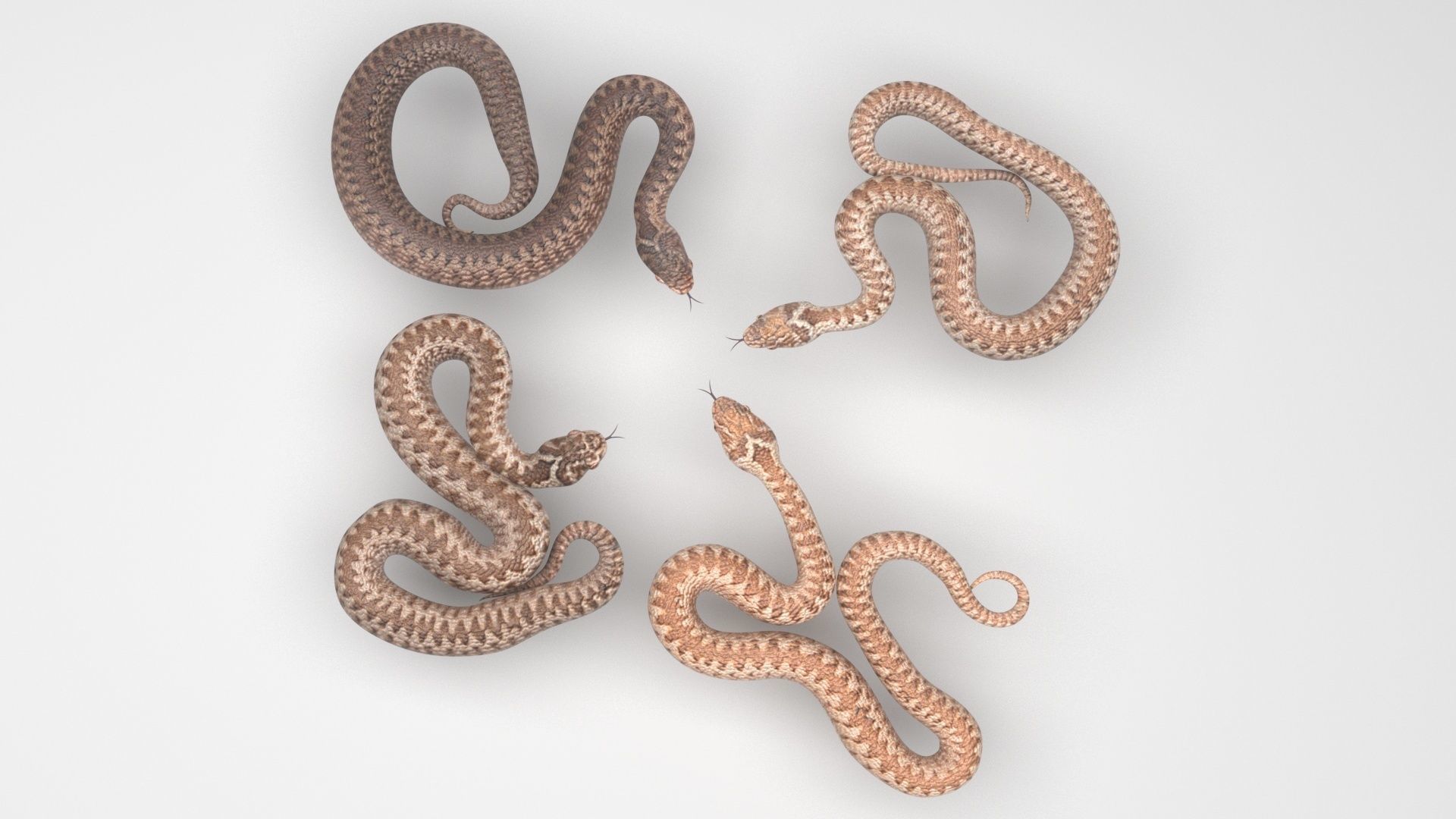 Snakes Set 3D model_3