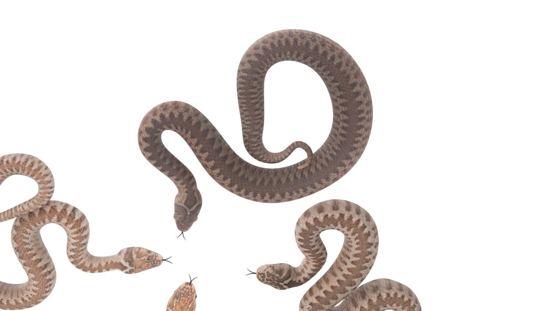 Snakes Set 3D model_16
