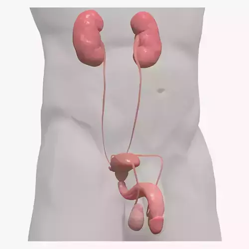 Urinary Kidney System Low-poly 3D model