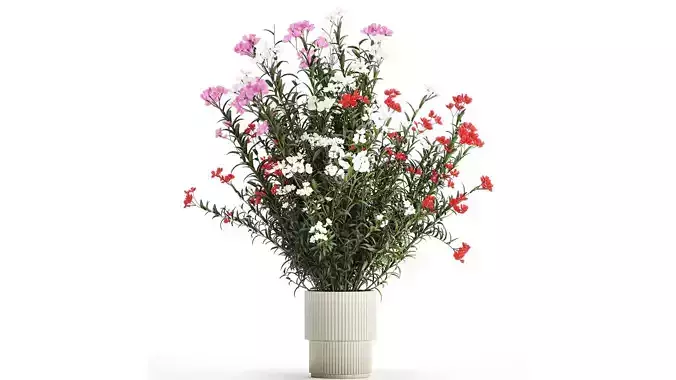 Beautiful red pink Nerium oleander flowers in pots 1365