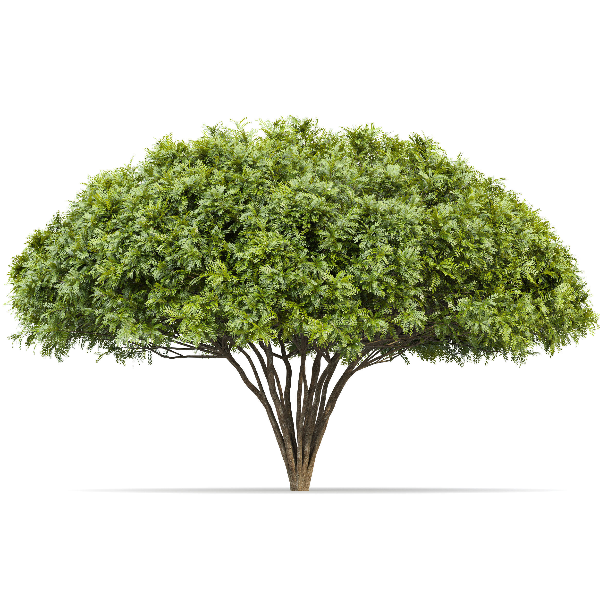 Real Tree Acer Saccharinum Spring and Palo verde 3D model_2