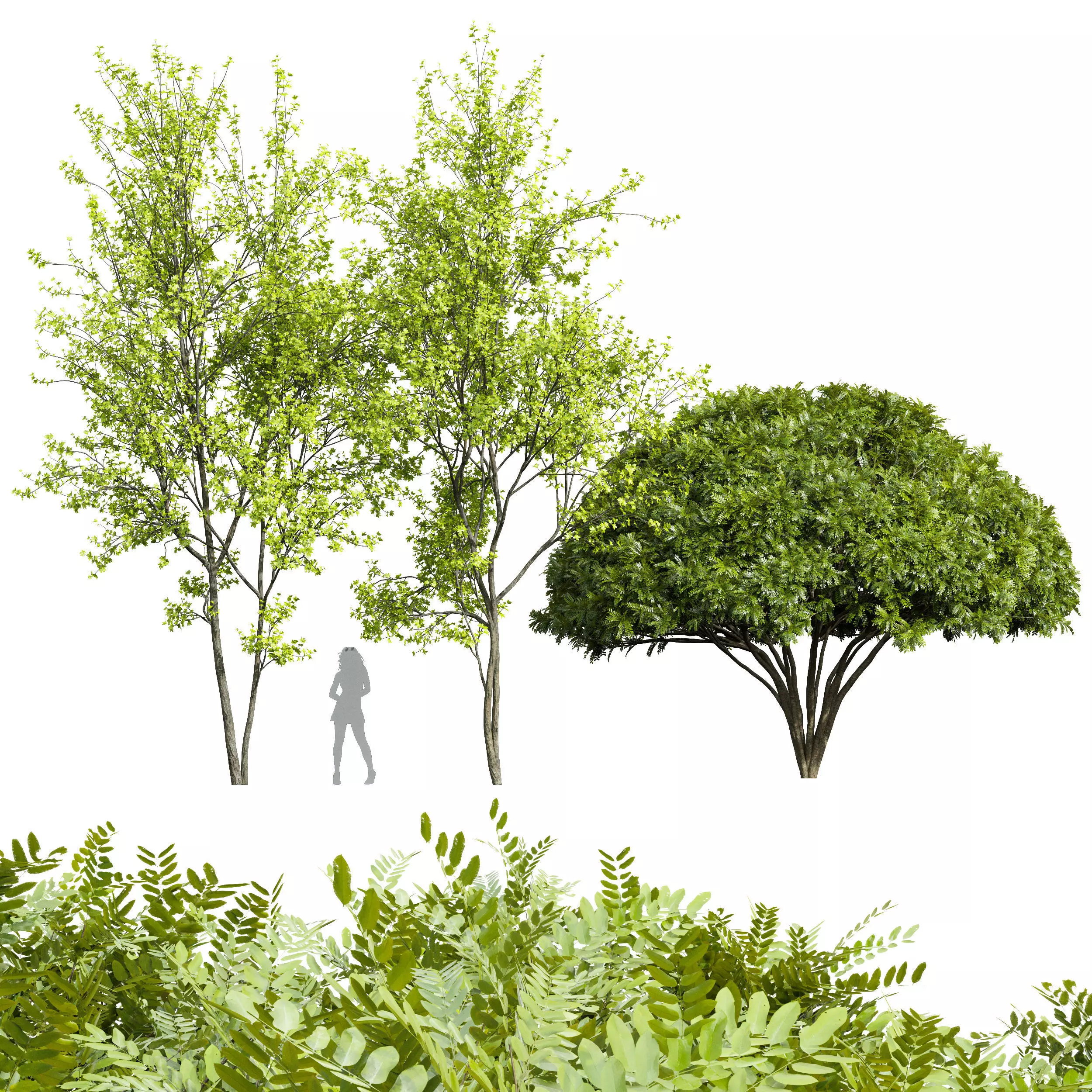 Real Tree Acer Saccharinum Spring and Palo verde 3D model_0