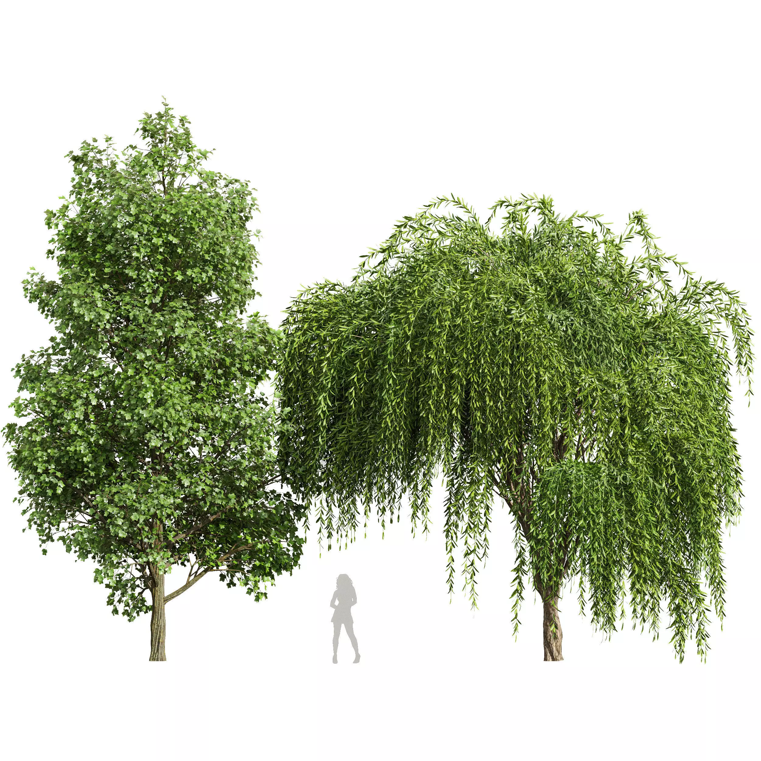 Tulip poplar and Weeping willow 2trees 3D model_0