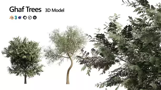Ghaf trees of Emirates 3D model