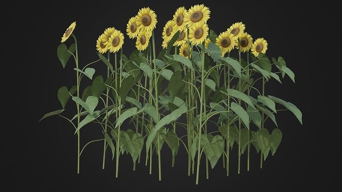 Group of Sunflower Low-poly 3D model