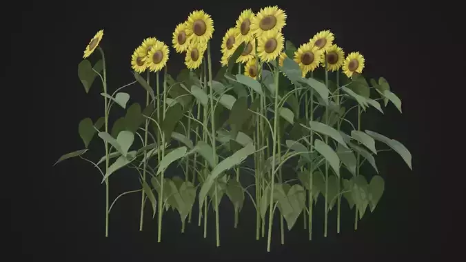 Group of Sunflower Low-poly 3D model