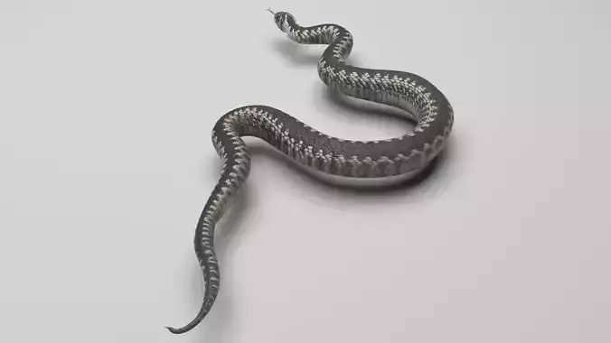 Snake 3D model