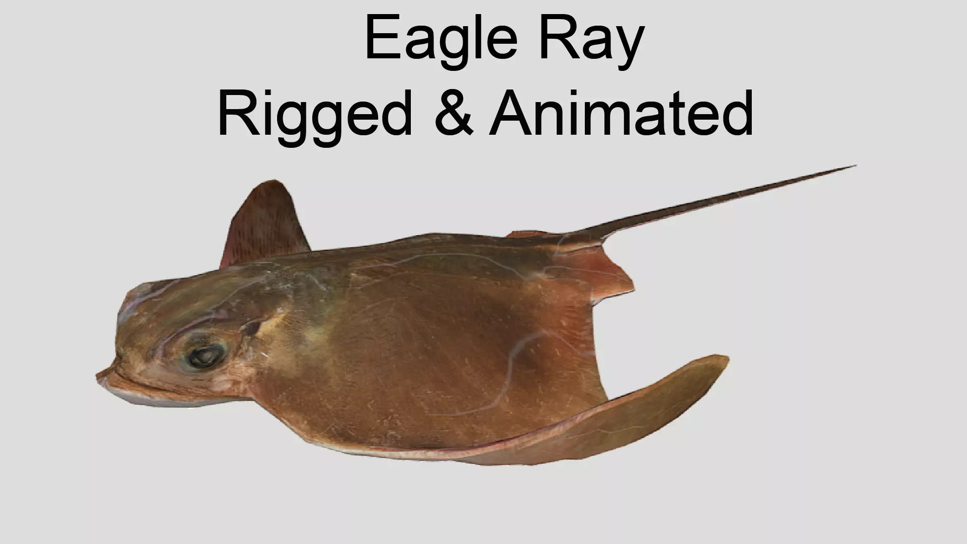 Eagle Ray Realistic Animated Low-poly 3D model_0