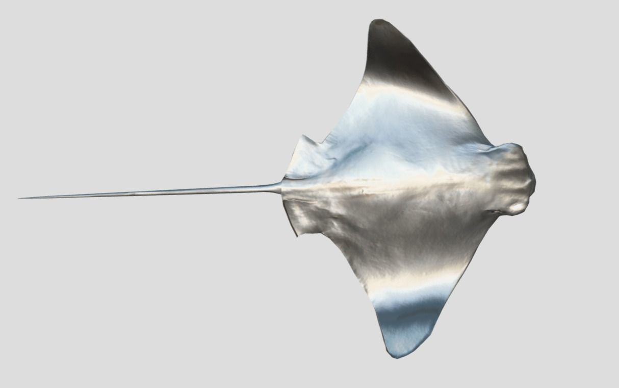 Eagle Ray Realistic Animated Low-poly 3D model_14