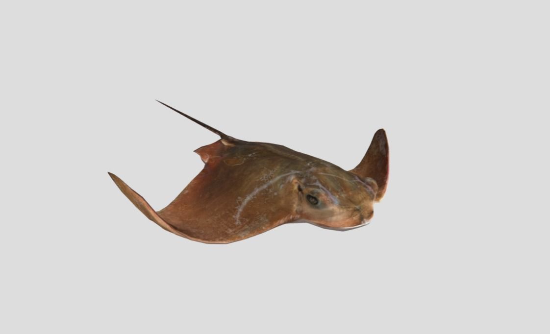 Eagle Ray Realistic Animated Low-poly 3D model_11