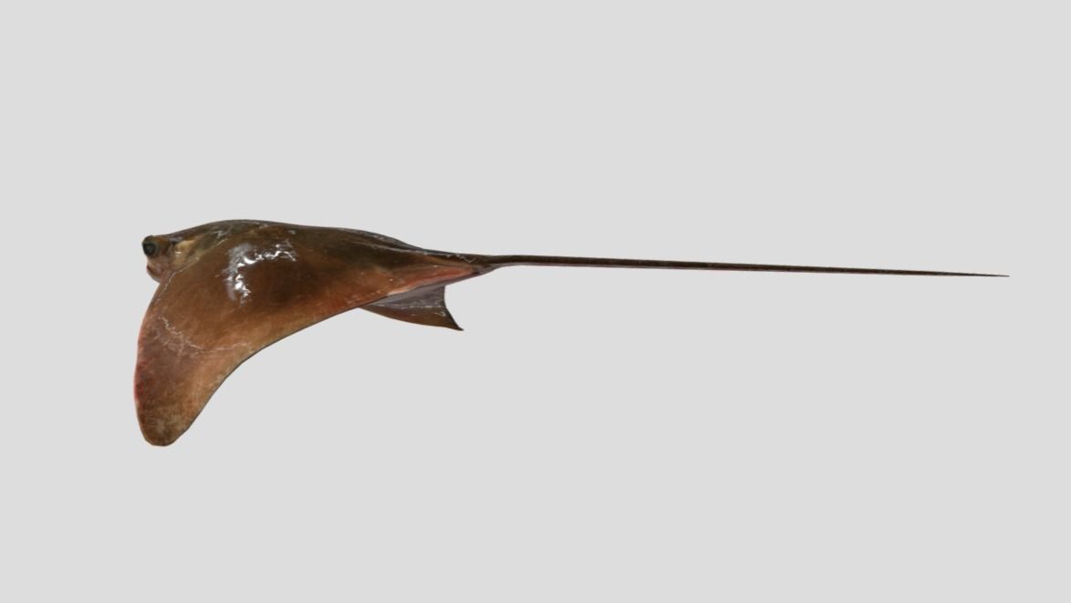 Eagle Ray Realistic Animated Low-poly 3D model_10