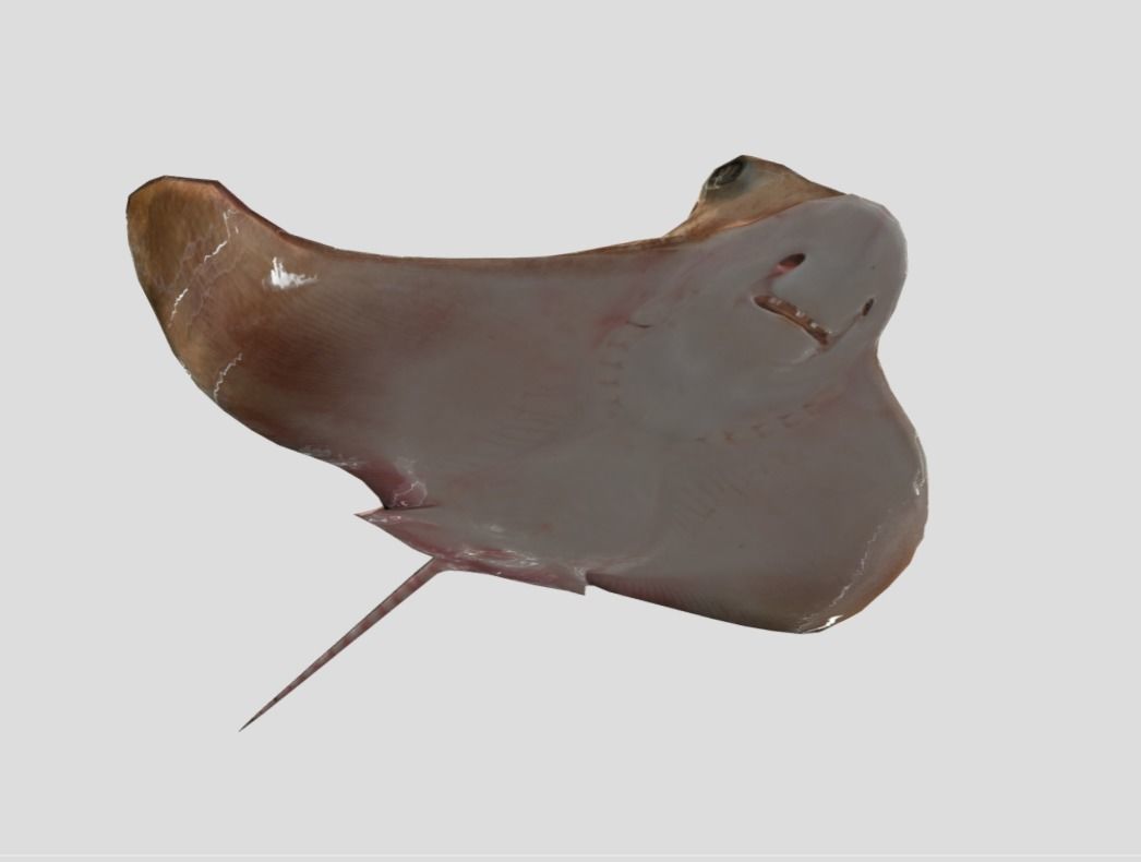 Eagle Ray Realistic Animated Low-poly 3D model_13