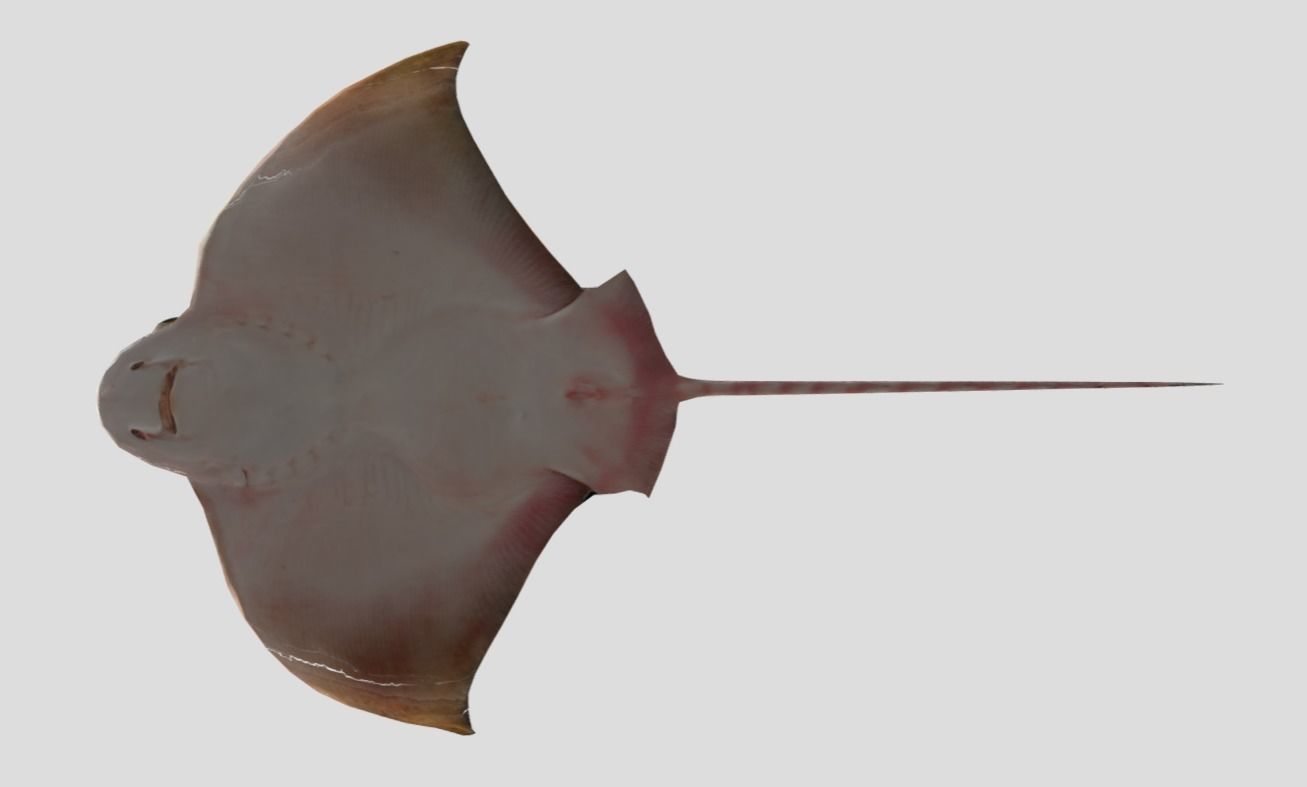 Eagle Ray Realistic Animated Low-poly 3D model_6