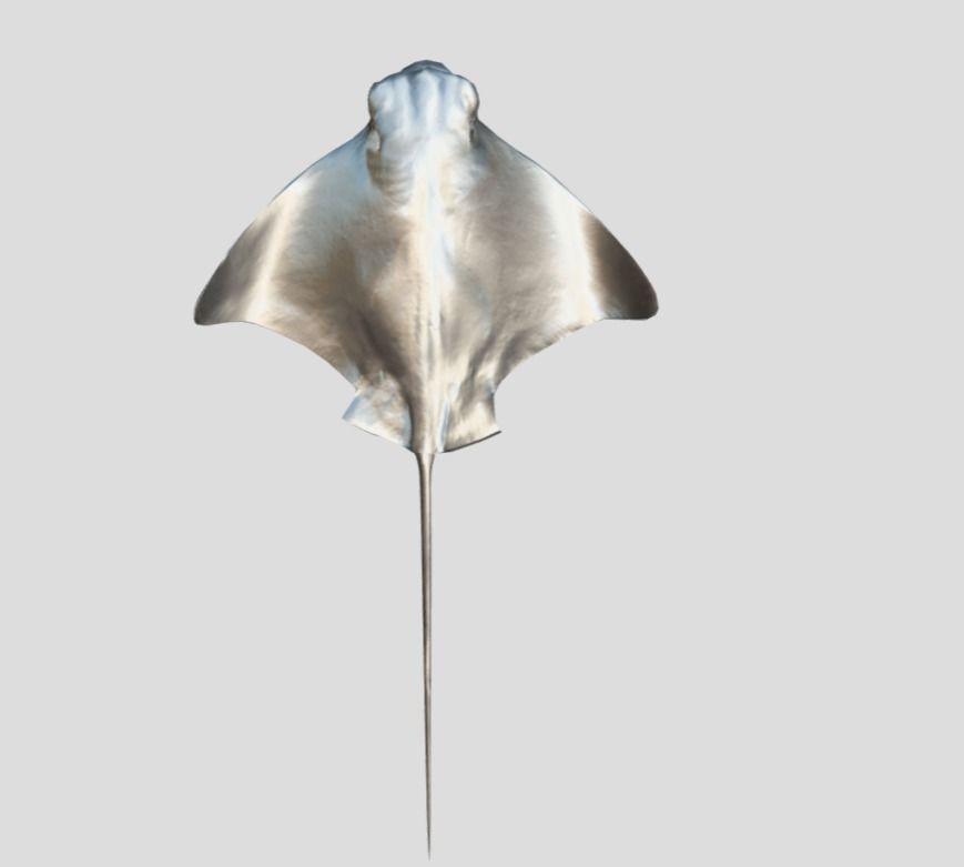 Eagle Ray Realistic Animated Low-poly 3D model_12