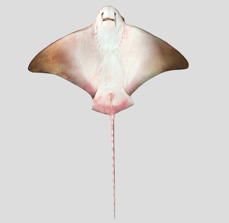 Eagle Ray Realistic Animated Low-poly 3D model_5